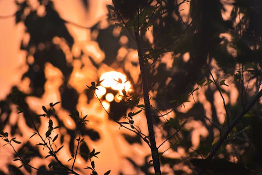 Silhouetted tree branches against a vibrant sunset in Bhubaneswar, India.