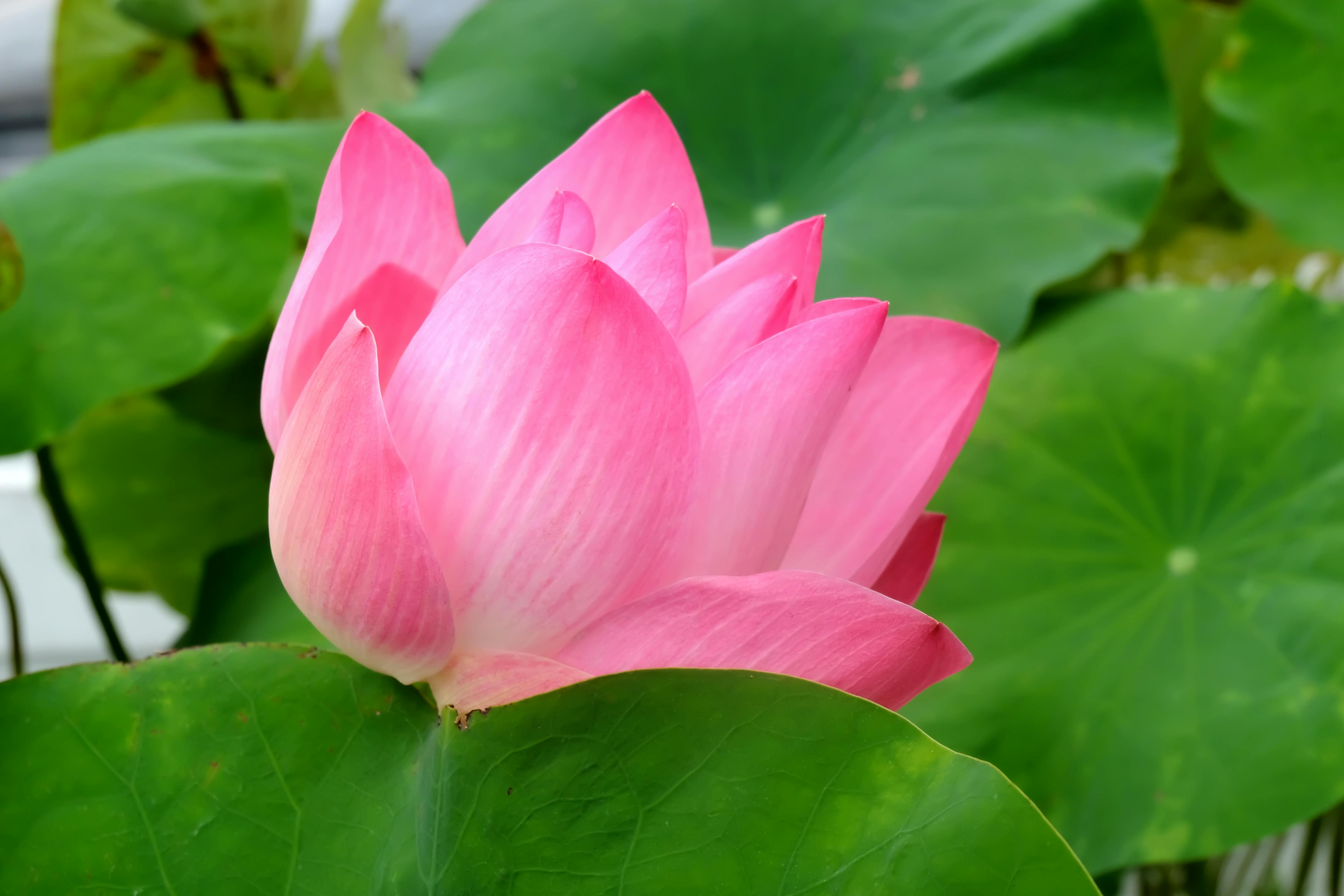  84 Gambar Wallpaper Bunga Lotus Hd  Paling Unik Gratis