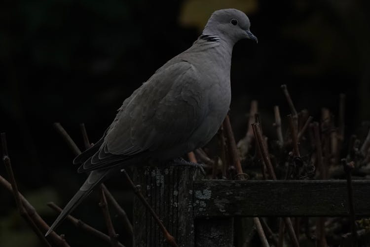 A Gray Dove On Wooden Fence