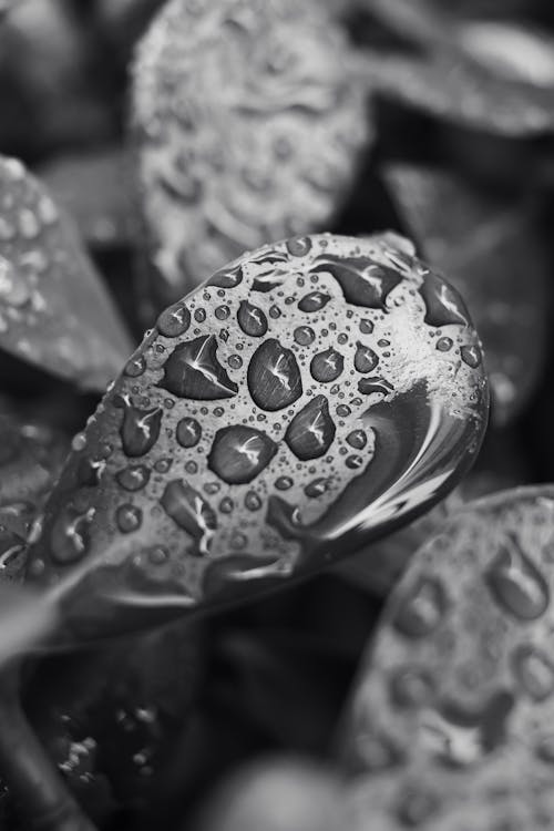 Grayscale Photograph of Wet Leaves