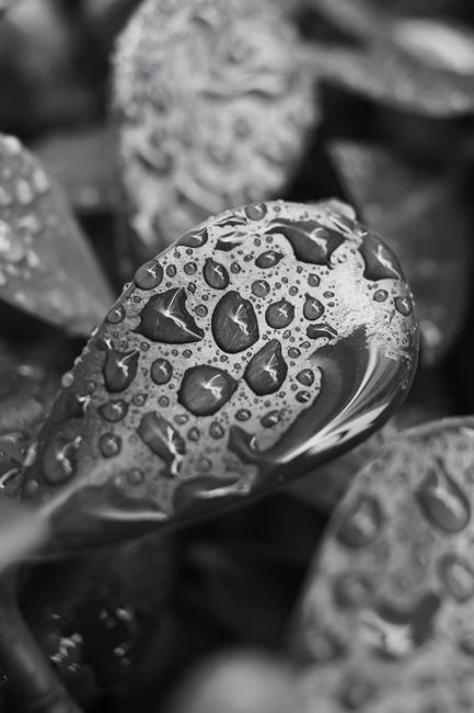 Artistic close-up of leaves with water droplets in monochrome, showcasing nature's beauty.