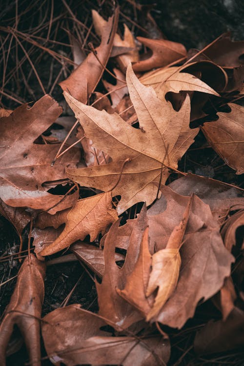 Kostnadsfri bild av bruna löv, jord, löv