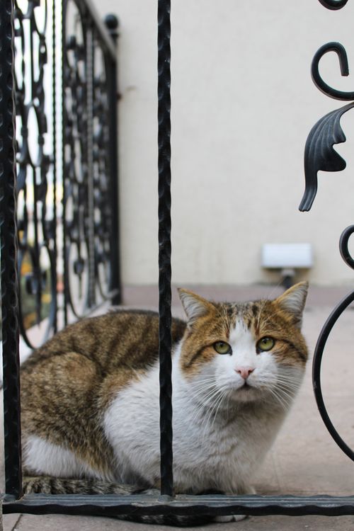 Free Portrait of a tabby cat sitting outdoors behind an ornate iron fence, Ankara, Turkey. Stock Photo