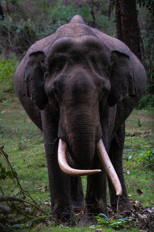 An Elephant With Tusks 
