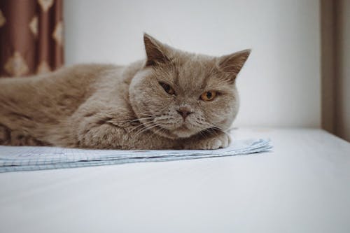 Δωρεάν στοκ φωτογραφιών με british shorthair, αιλουροειδές, Γάτα Φωτογραφία από στοκ φωτογραφιών