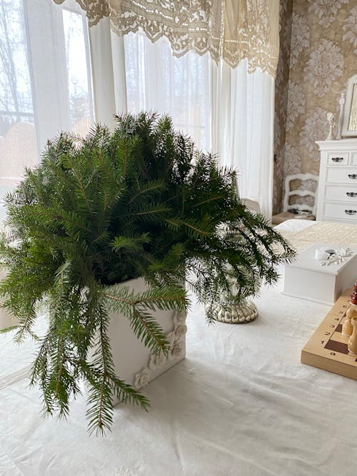 Free Tree Branches in a Flower Pot  Stock Photo