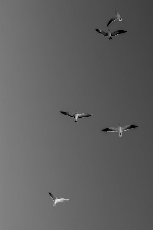 Photos gratuites de ciel cinématographique, noir et blanc, oiseau