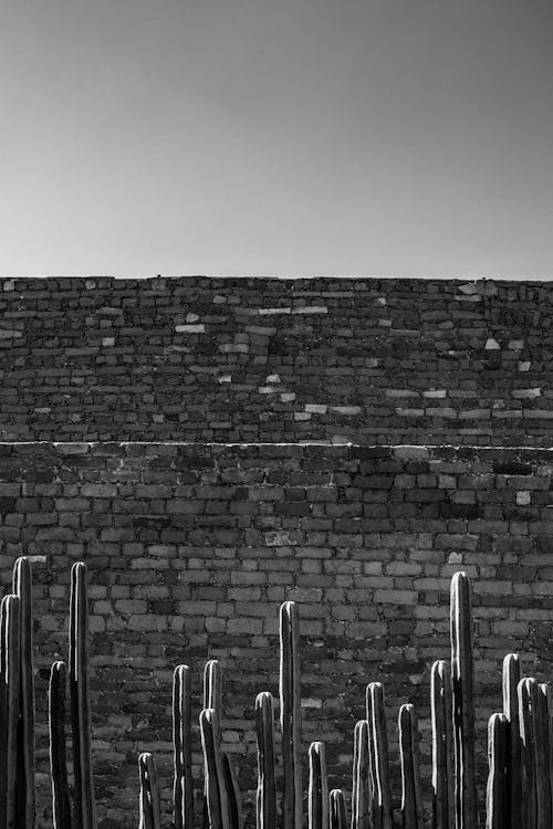 Grayscale Photograph of Cacti Near Brick Walls