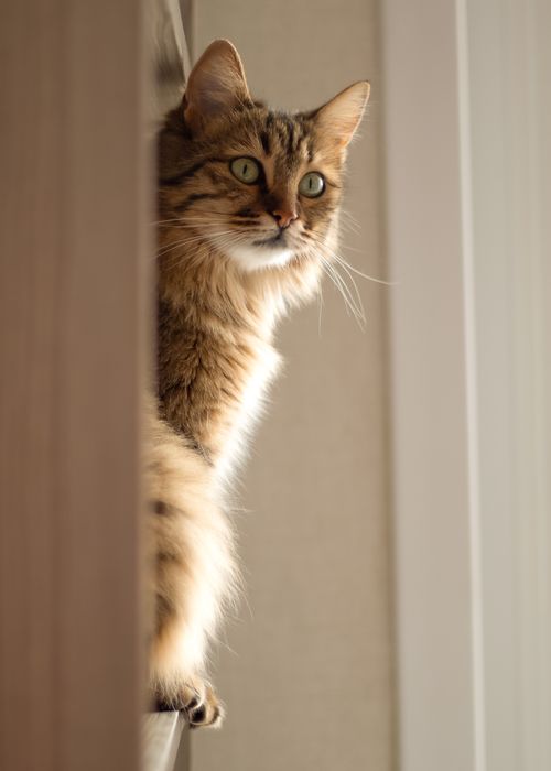 Free Charming tabby cat gazing intently from a cozy spot indoors, perfect for animal lovers. Stock Photo