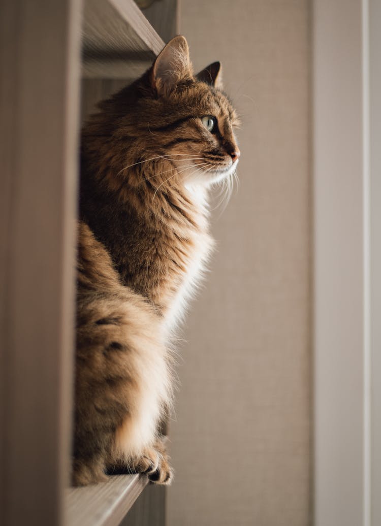 Brown Cat Sitting On A Shelf