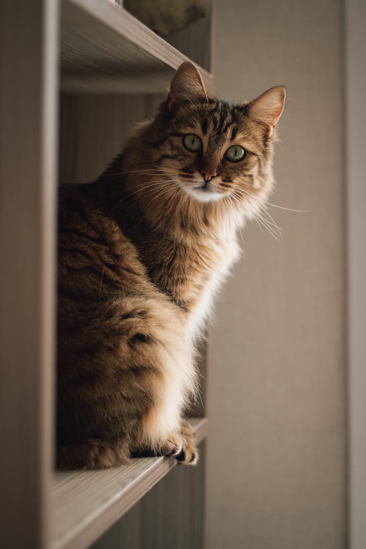 Close-Up Shot Of A Tabby Cat 