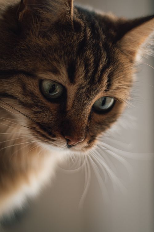 Free Intimate close-up of a tabby cat with striking green eyes, captured in a serene indoor setting. Stock Photo