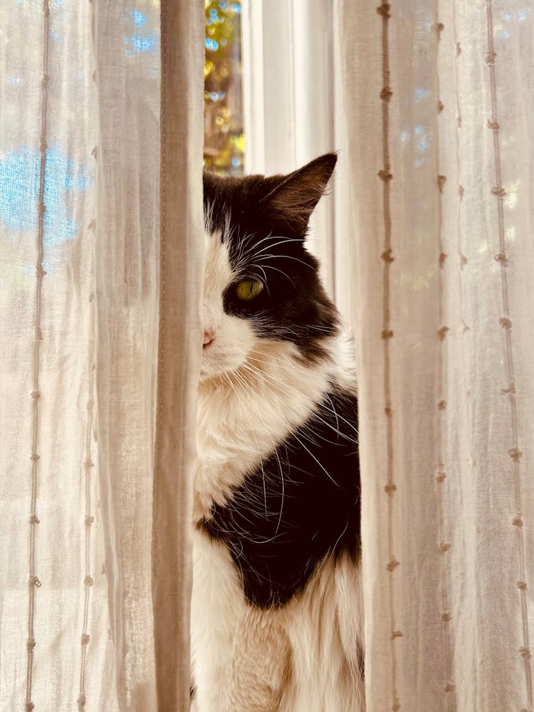 A Bicolor Cat Between Curtains 