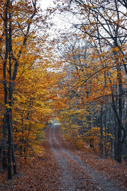 Fall Foliage Forest Pathway