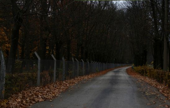 A quiet road through a forest, bordered by a metal fence and lined with fallen leaves.