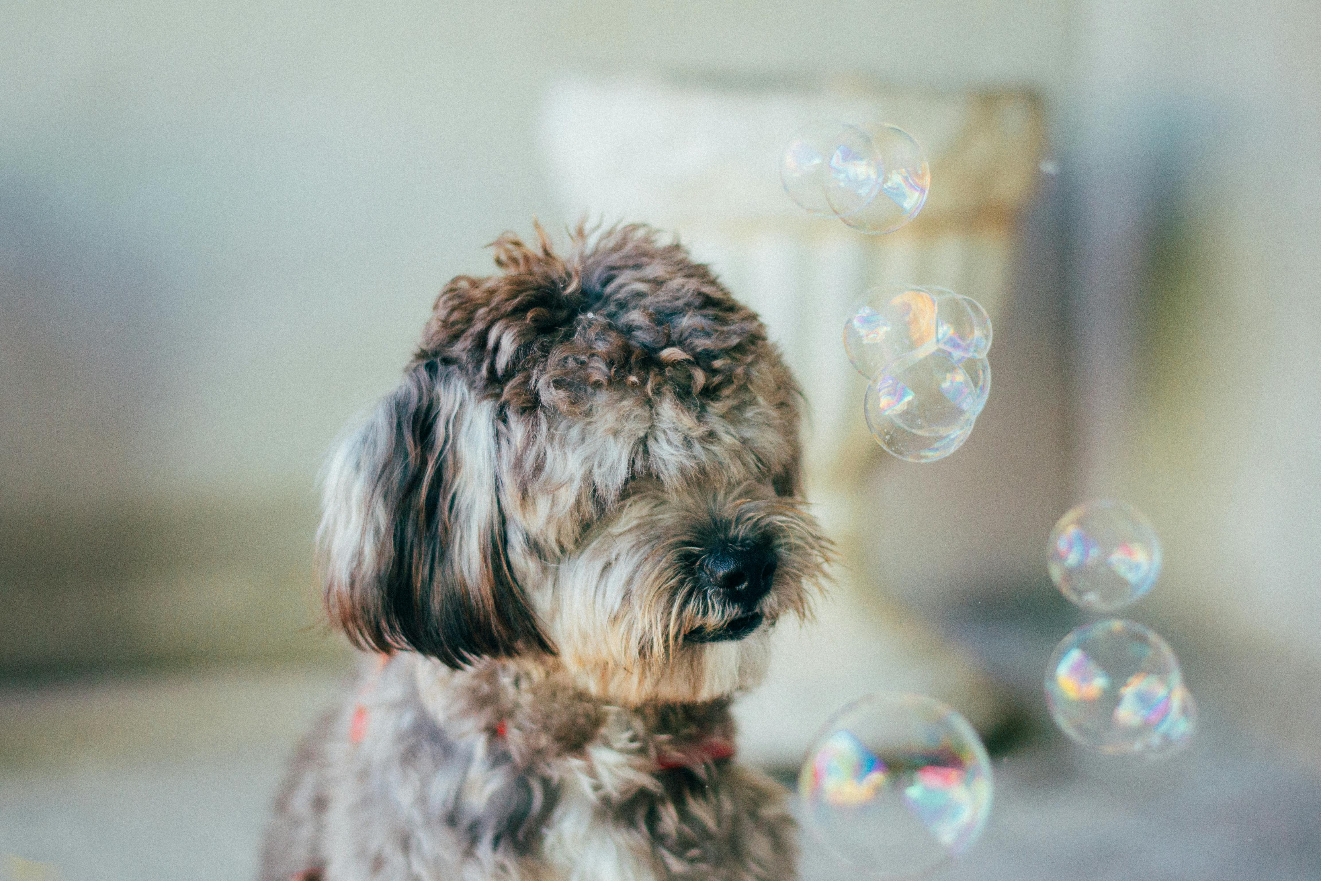 Free Cute Tibetan Terrier dog playing with bubbles indoors, capturing a joyful and whimsical moment. Stock Photo