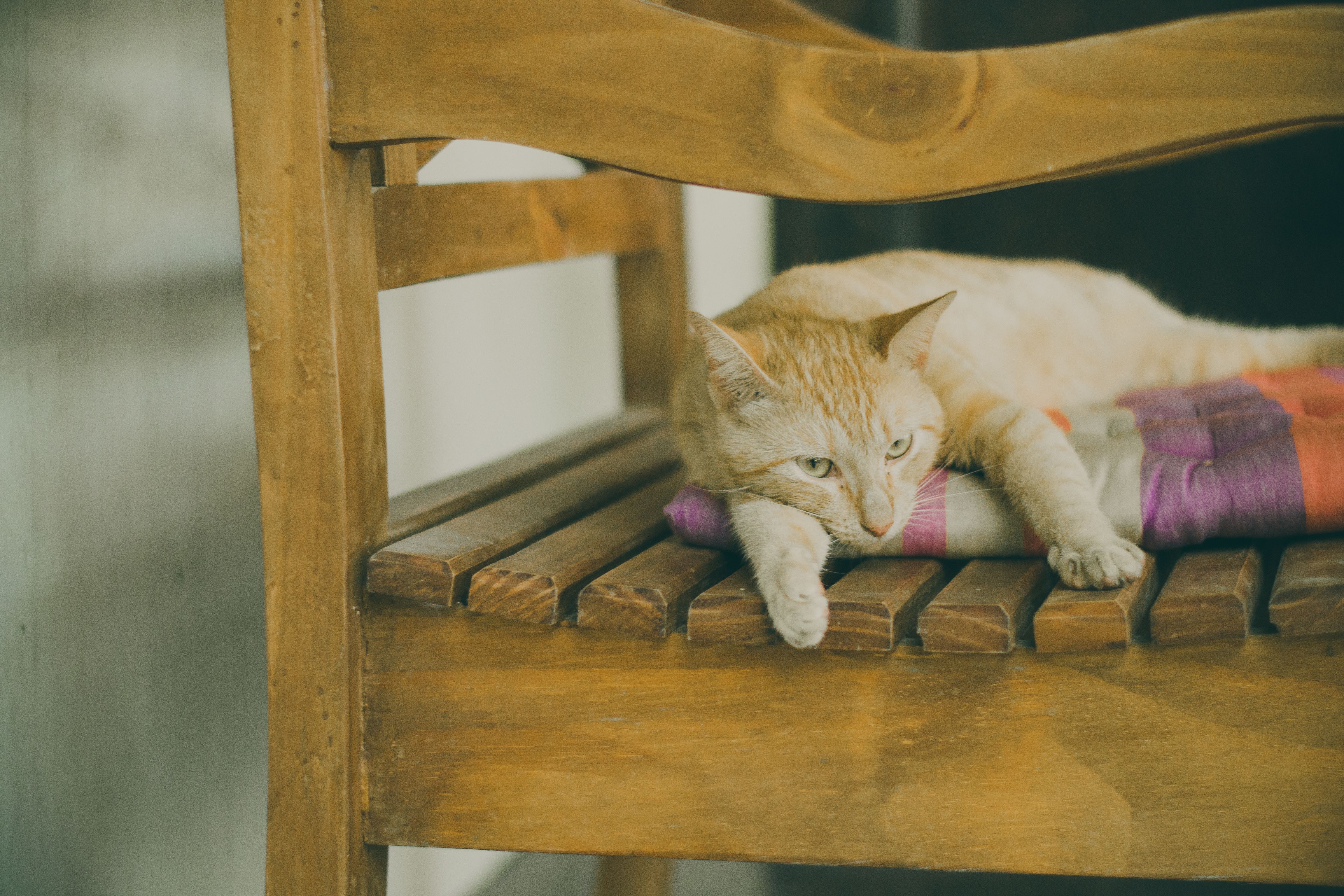 A relaxed tabby cat lying on a colorful cushion on a wooden chair indoors.