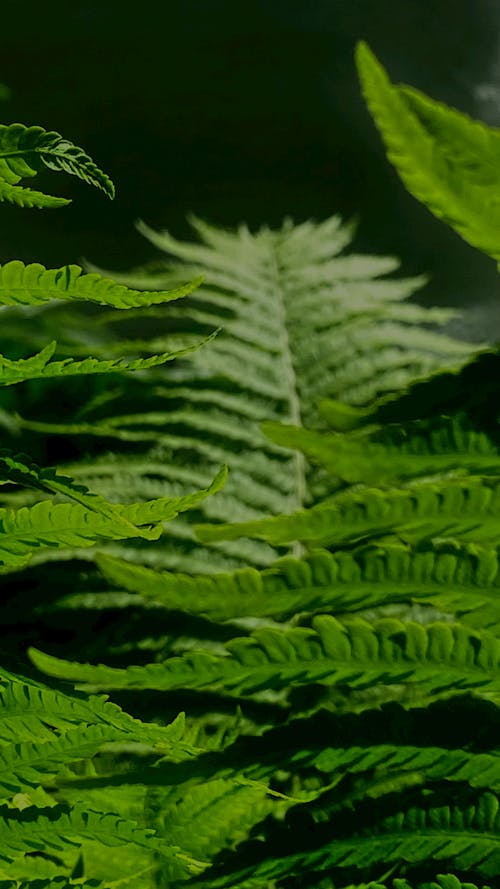 Green Fern Plant in Close Up Photography