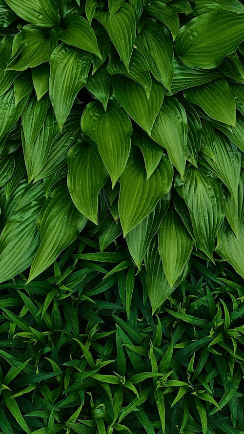 Green Leaves Plant