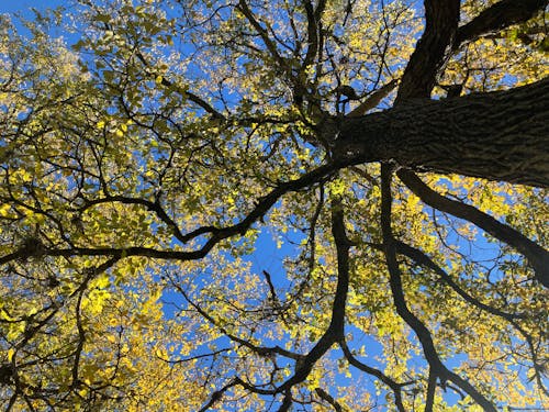 Low Angle Shot of a Tree