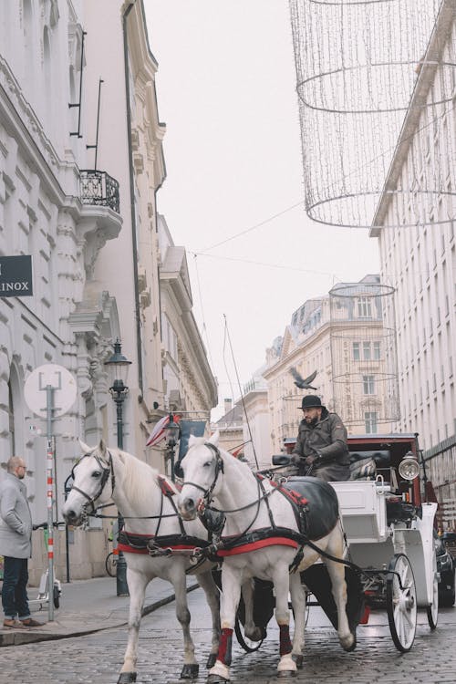 Man Riding a Horse Carriage in the City 