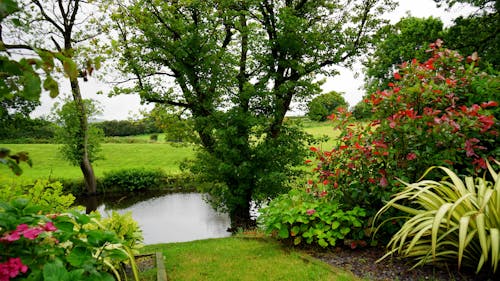 川のそばの緑の葉の植物