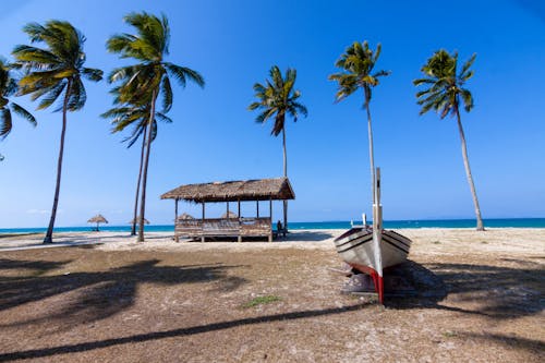 天篷, 島, 棕櫚樹 的 免费素材图片