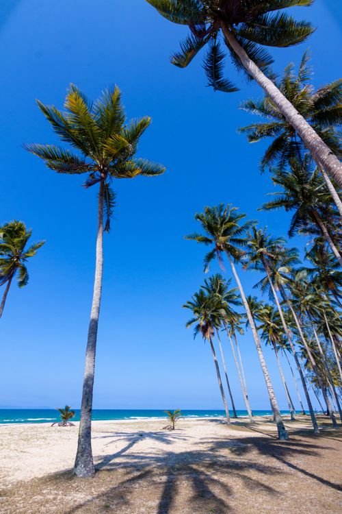 Free Tall palm trees on a sandy tropical beach under bright blue skies, perfect for a serene escape. Stock Photo