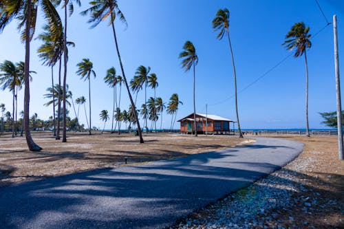 島, 棕櫚樹, 海灘 的 免费素材图片