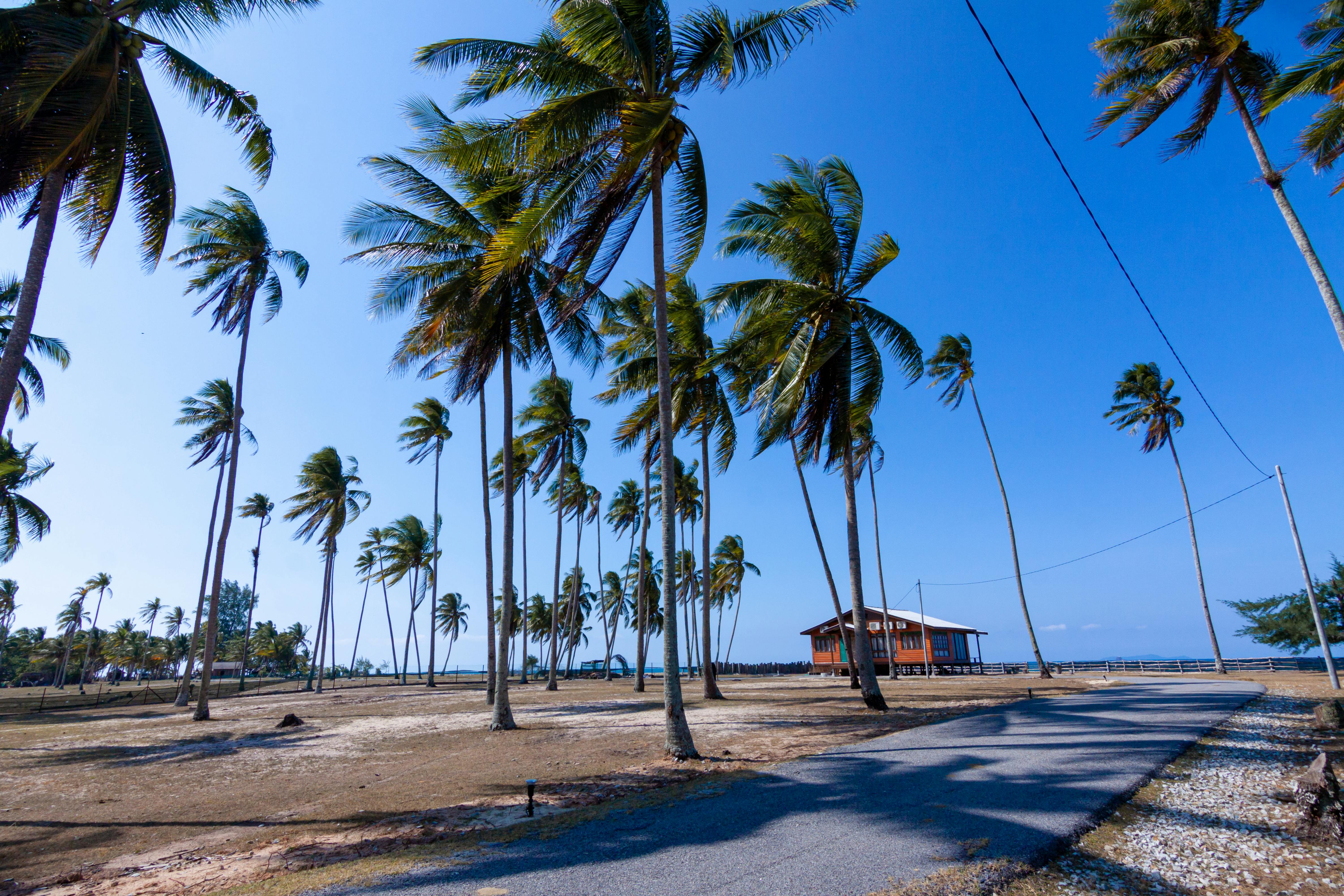 Green Leaf Palm Trees Near White Structure · Free Stock Photo