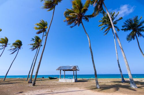 Free A serene tropical beach scene with palm trees swaying under a bright blue sky. Stock Photo