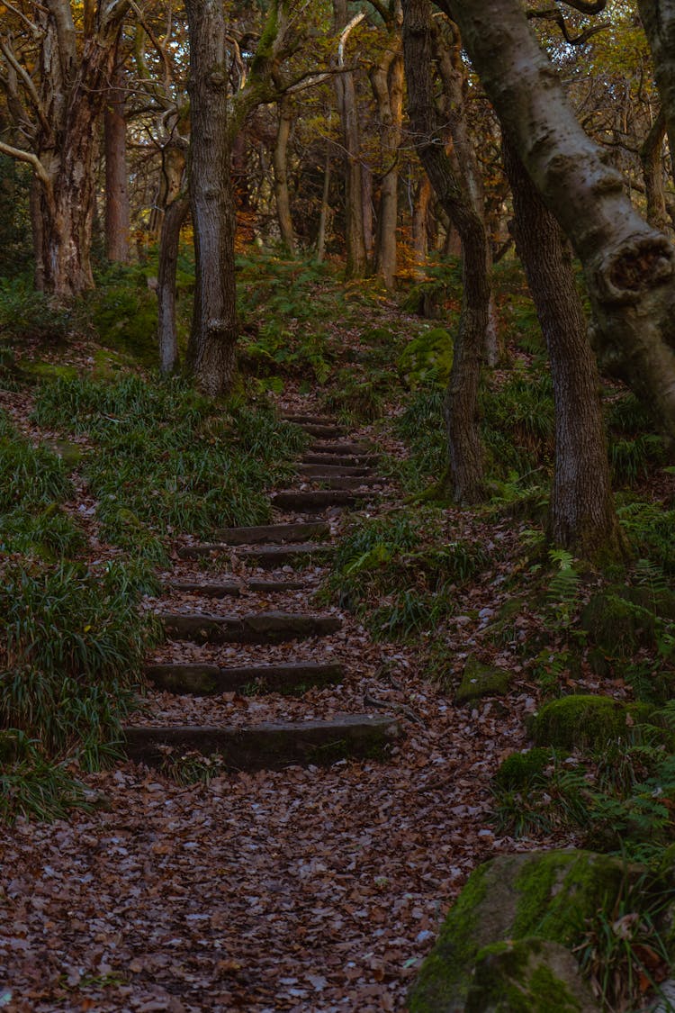 Forest Woods Step Pathway