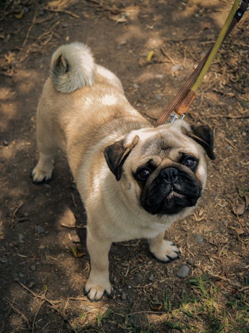 Free Charming pug on a leash looking up outdoors, captured in a vertical photo. Perfect for pet enthusiasts. Stock Photo