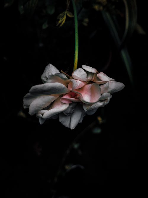 Foto d'estoc gratuïta de flors, fotògraf, fotografia