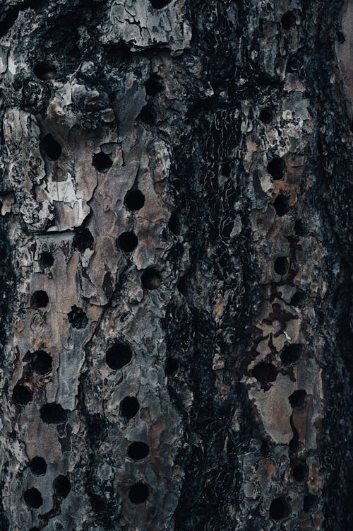 Close-up of the Holes in a Tree Trunk