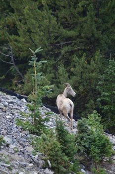 A big horn sheep standing on a rocky slope surrounded by lush forest vegetation.