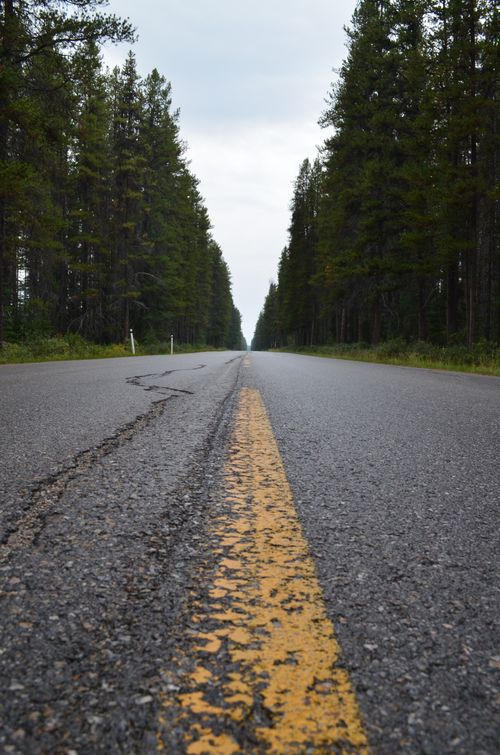 Free A peaceful low angle view of an empty road through a dense pine forest under a cloudy sky. Stock Photo