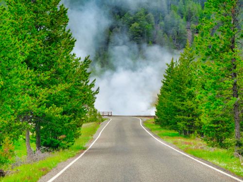 Free A tranquil road surrounded by lush trees and fog in Yellowstone National Park. Stock Photo