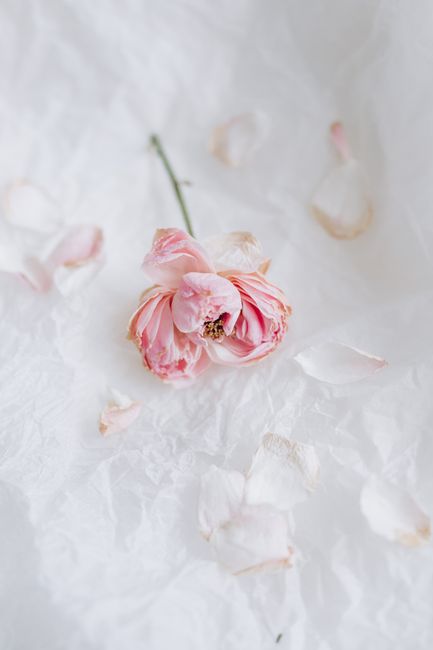 Delicate faded pink rose with petals on white textured paper.