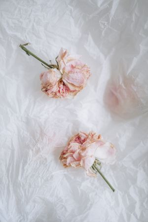Dried pale-pink roses on crumpled paper — photo by Alena Yanovich on Pexels