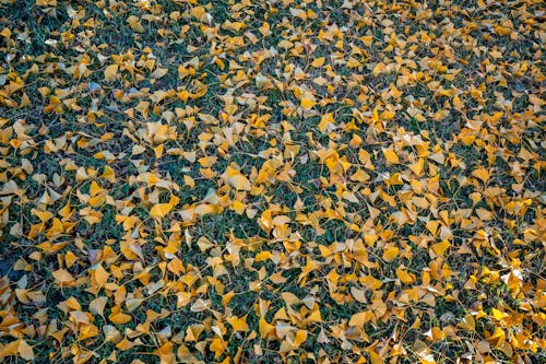 Fotos de stock gratuitas de fondo de otoño, ginkgo bilboa, hojas amarillas