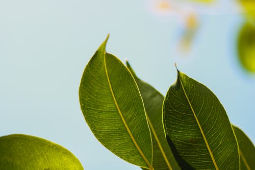 Селективный фокус фото зеленых листьев