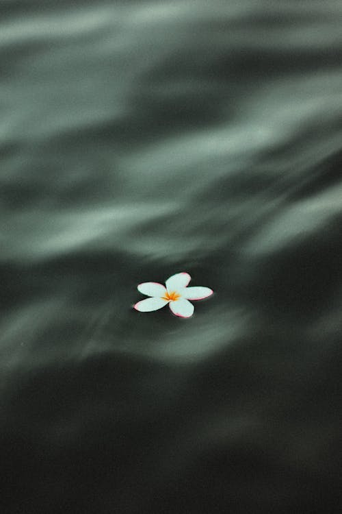 White Flower Floating on Water