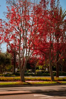 Stunning red maple trees lining a boulevard during fall, showcasing vivid seasonal colors.