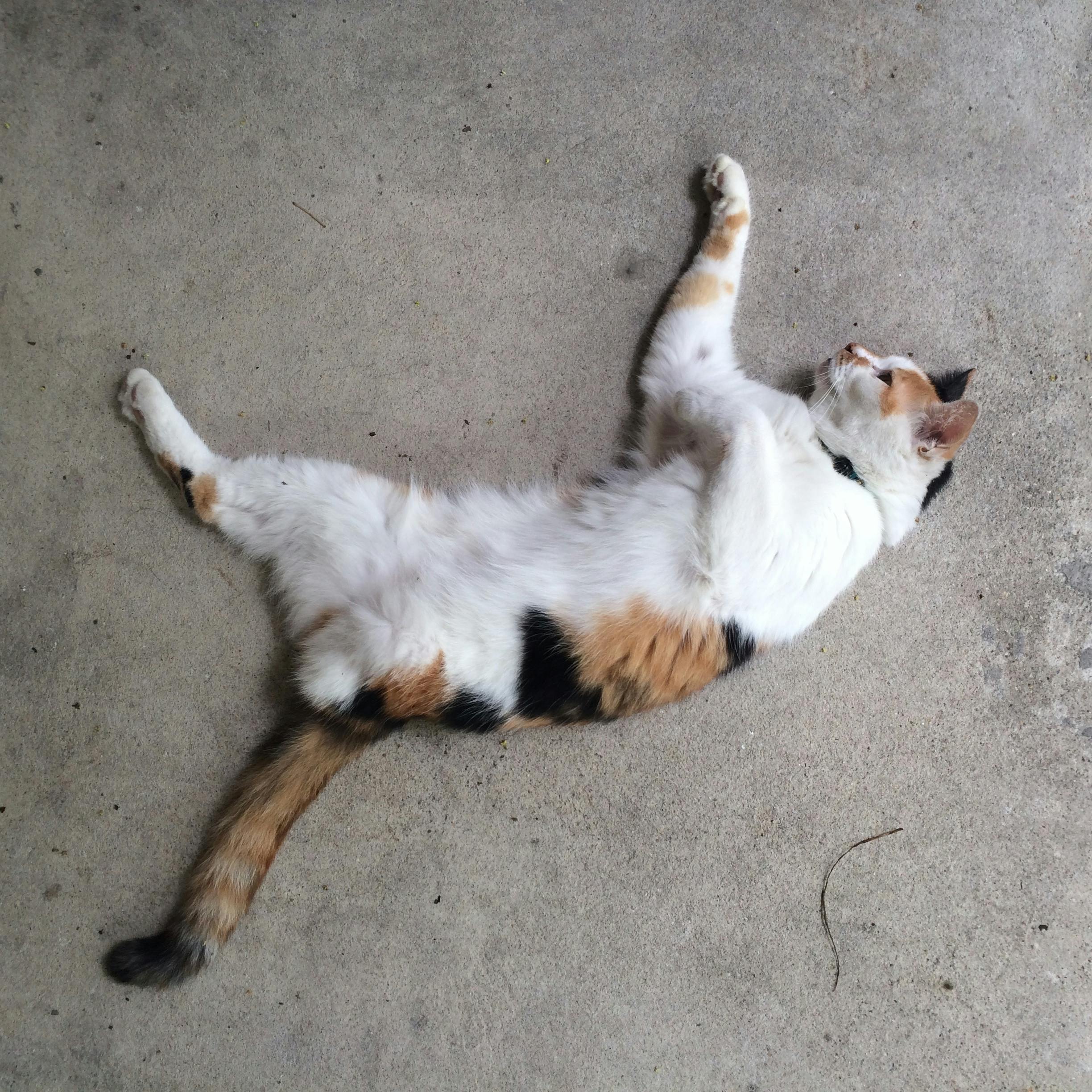 Free stock photo of cat, legs, three
