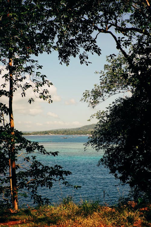 Trees on Lakeshore