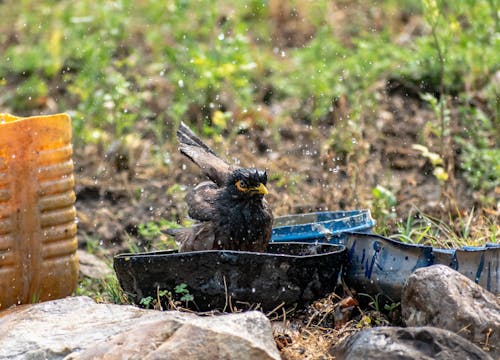 Photo of a Myna Bird Bathing