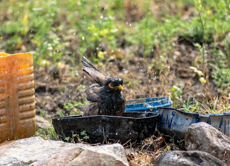 Photo Of A Myna Bird Bathing