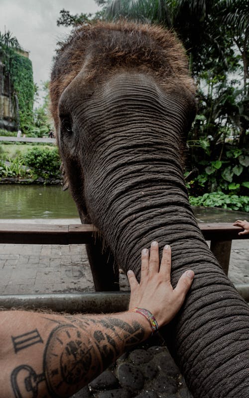 Fotobanka s bezplatnými fotkami na tému chobot slona, cicavec, dotýkanie