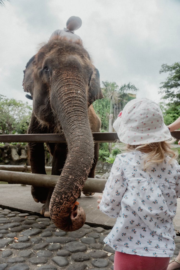 Photo Of A Girl Near An Elephant